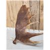 Image 5 : 13 Lbs Moose Shed Antler