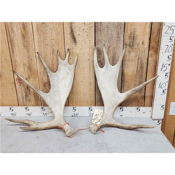 10.6 Lbs Set Of Moose Antlers