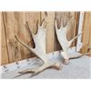 Image 2 : 10.6 Lbs Set Of Moose Antlers