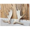Image 3 : 10.6 Lbs Set Of Moose Antlers