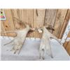 Image 4 : 10.6 Lbs Set Of Moose Antlers