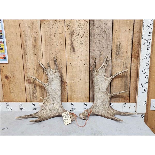 11.2 Lbs Set Of Moose Shed Antlers