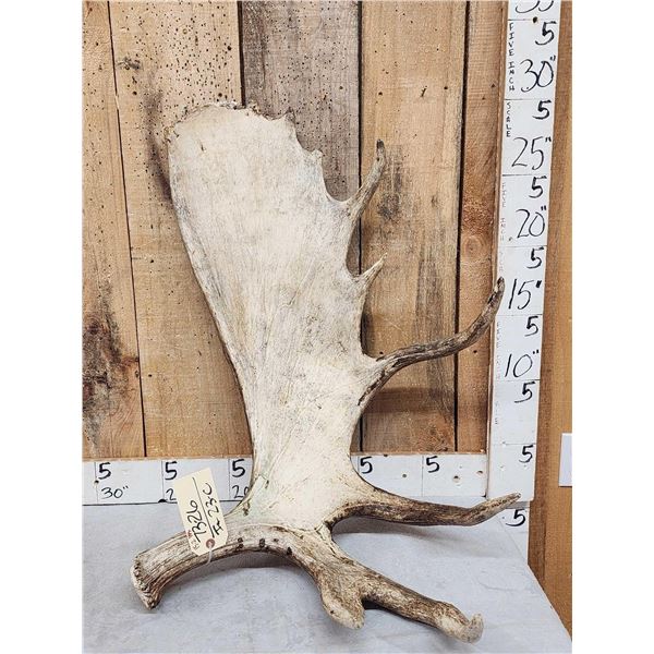 15.2 Lbs Moose Shed Antler