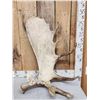 Image 1 : 15.2 Lbs Moose Shed Antler