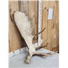 Image 2 : 15.2 Lbs Moose Shed Antler