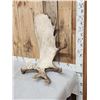 Image 3 : 15.2 Lbs Moose Shed Antler