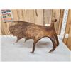 Image 4 : 15.2 Lbs Moose Shed Antler