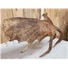 Image 5 : 15.2 Lbs Moose Shed Antler