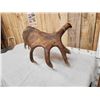 Image 6 : 15.2 Lbs Moose Shed Antler