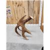 Image 7 : 15.2 Lbs Moose Shed Antler