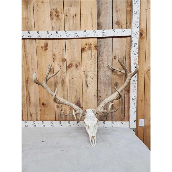 Big Red Stag Antlers On Skull