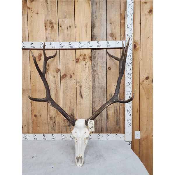 4x4 Elk Antler On Skull