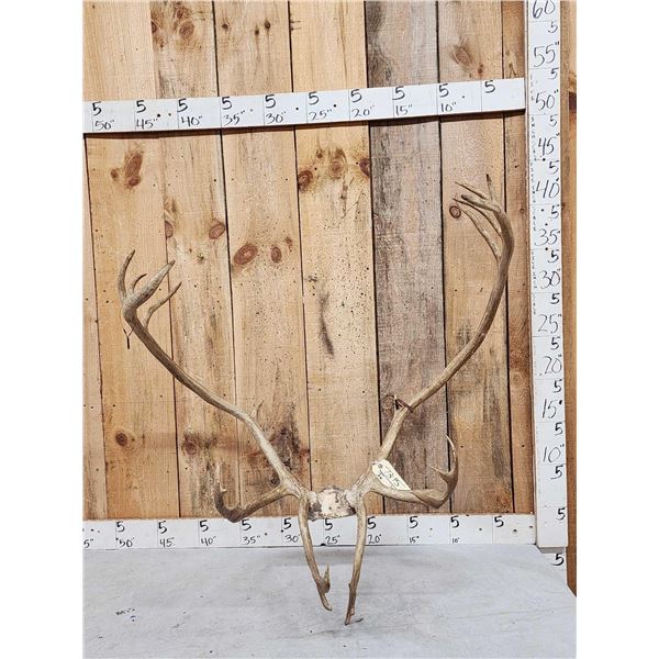 Double Shovel Caribou Antlers On Skull Plate