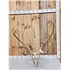 Image 1 : Double Shovel Caribou Antlers On Skull Plate