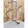 Image 2 : Double Shovel Caribou Antlers On Skull Plate