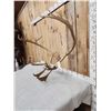 Image 3 : Double Shovel Caribou Antlers On Skull Plate