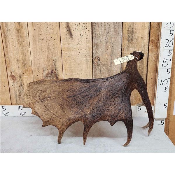 10.8 Lbs Self Standing Moose Shed Antler