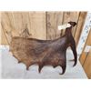 Image 2 : 10.8 Lbs Self Standing Moose Shed Antler