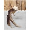 Image 3 : 10.8 Lbs Self Standing Moose Shed Antler