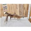 Image 4 : 10.8 Lbs Self Standing Moose Shed Antler