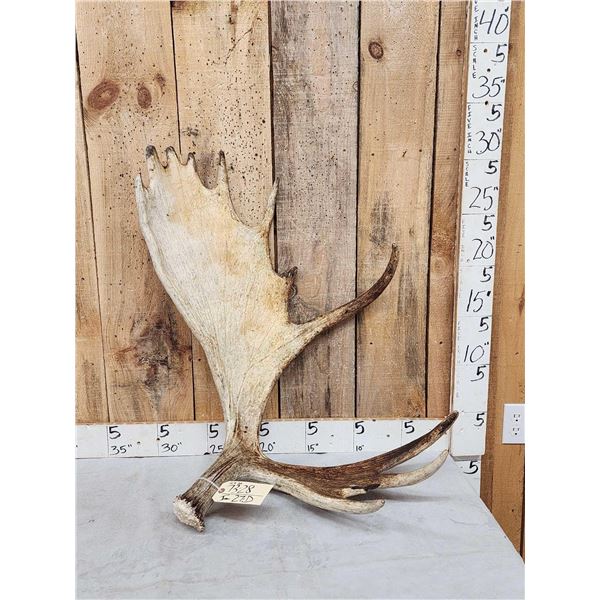 15.9 Lbs Moose Shed Antler