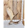 Image 1 : 15.9 Lbs Moose Shed Antler
