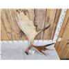 Image 2 : 15.9 Lbs Moose Shed Antler