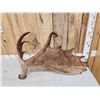 Image 3 : 15.9 Lbs Moose Shed Antler
