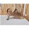 Image 4 : 15.9 Lbs Moose Shed Antler