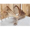 Image 5 : 15.9 Lbs Moose Shed Antler