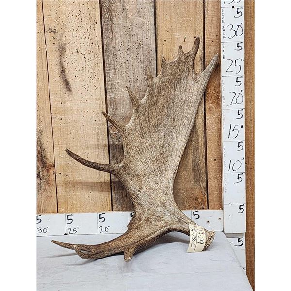 12.5 Lbs Moose Shed Antler