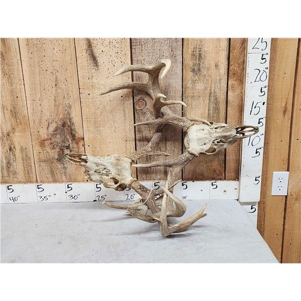 2 Big Sets Of Locked Whitetail Antlers On Skulls