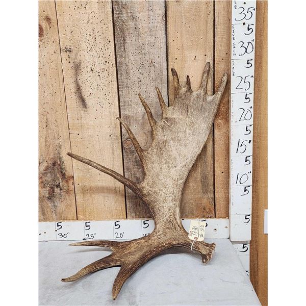 11.9 Lbs Moose Shed Antler