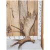 Image 1 : 11.9 Lbs Moose Shed Antler