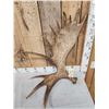 Image 2 : 11.9 Lbs Moose Shed Antler
