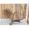 Image 3 : 11.9 Lbs Moose Shed Antler