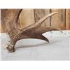 Image 4 : 11.9 Lbs Moose Shed Antler