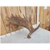 Image 5 : 11.9 Lbs Moose Shed Antler