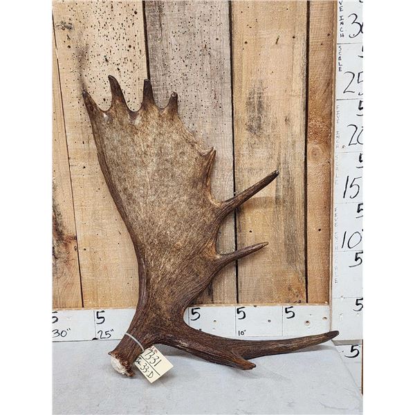9.8 Lbs Moose Shed Antler