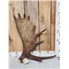 Image 1 : 9.8 Lbs Moose Shed Antler