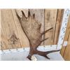 Image 2 : 9.8 Lbs Moose Shed Antler