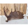Image 3 : 9.8 Lbs Moose Shed Antler