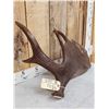 Image 4 : 9.8 Lbs Moose Shed Antler