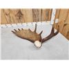 Image 5 : 9.8 Lbs Moose Shed Antler