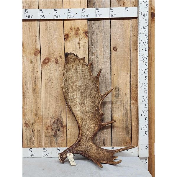 18.6 Lbs Moose Shed Antler