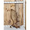 Image 1 : 18.6 Lbs Moose Shed Antler
