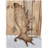 Image 2 : 18.6 Lbs Moose Shed Antler