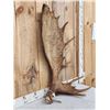 Image 3 : 18.6 Lbs Moose Shed Antler
