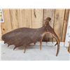 Image 4 : 18.6 Lbs Moose Shed Antler
