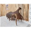 Image 5 : 18.6 Lbs Moose Shed Antler